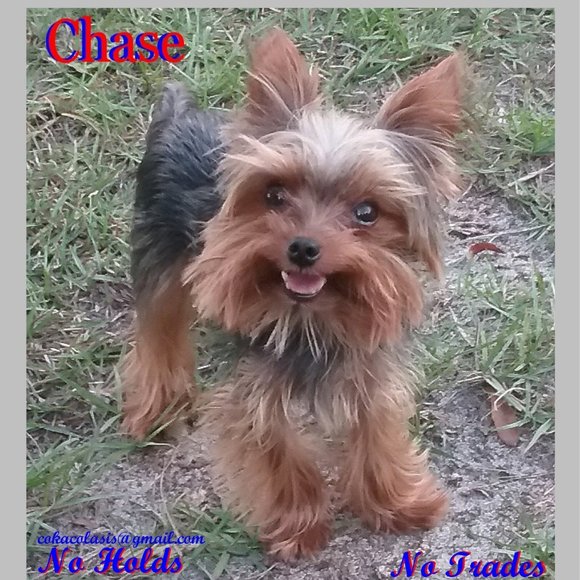 Meet your Posher, Sissie - Picture 14 of 14